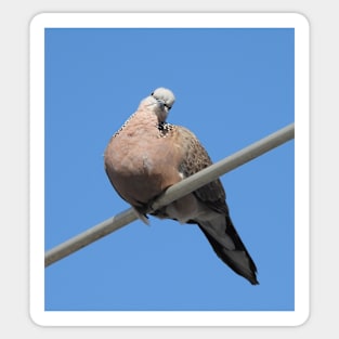 Spotted Turtledove on an aerial Sticker